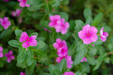 Fototapeta premium Madagascar periwinkle, Vinca flower