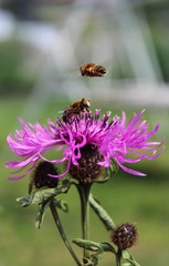 Bee on a flower and another one bee flying next