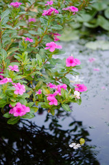 Madagascar periwinkle, Vinca flower