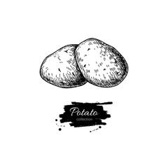 Potato vector drawing. Isolated potatoes heap. Vegetable engrave