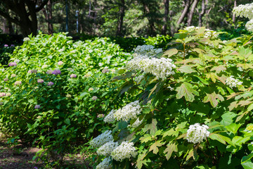 Hydrangea quercifolia