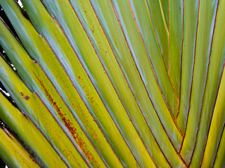 traveler's palm Ravenala