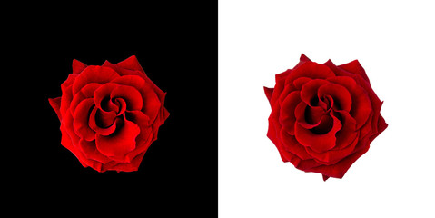 Red roses on black and white background