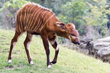Bongo (antelope)