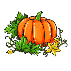 Pumpkin vector drawing. Isolated cartoon vegetable