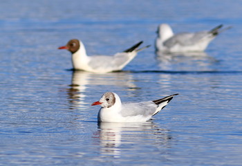 Larus ridibundus. The flock of birds floats on the lake on Yamal