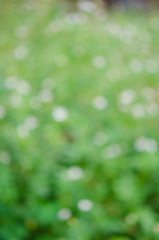 Obraz premium Bokeh background, abstract flowers ìn green
