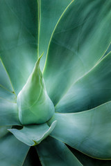 Swan's Neck Agave