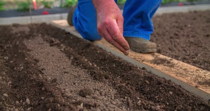 A gardener is carefully putting seeds into a soil. He is planting new vegetables. Close-up shot. He is walking on a wooden board.


