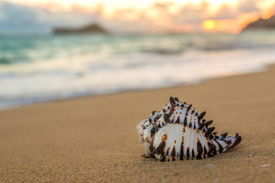Fototapeta Conch Shell at Sunrise