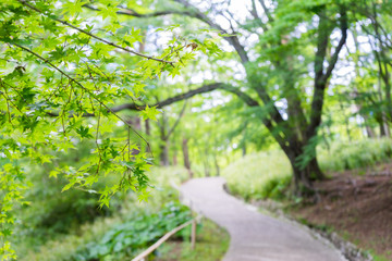 Maple forest of the Niji no Sato