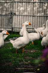 Geese in a village walk on the lawn