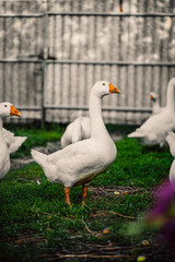 Geese in a village walk on the lawn