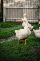 Geese in a village walk on the lawn