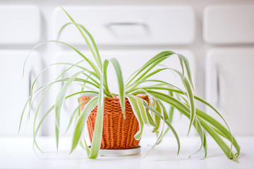 Plante et son cache-pot au tricot