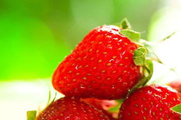 fresh strawberries closeup on the blurry background