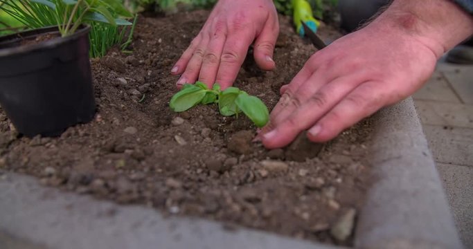 A young gardener is tapping the soil around a new vegetable seedling that was just planted. Close-up shot.

