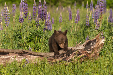 Black Bear Cub (Ursus americanus) Climbs Over Log