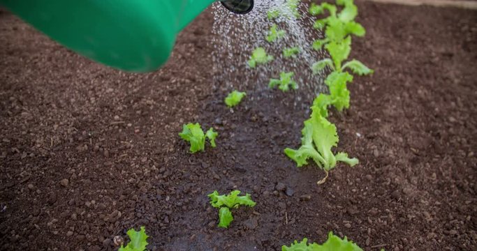 A man is showering a lettuce bed with his green watering can. The vegetable seedlings were just freshly planted. Close-up shot.
