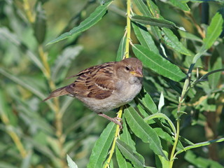 Sparrow among foliage