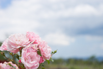 Pink roses