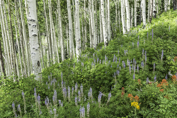Lush Hillside of Aspens and Lupine