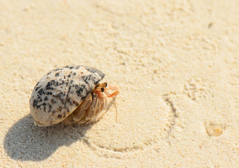 Hermit crab on the beach