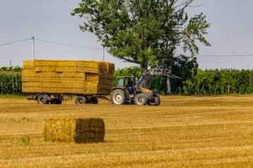 Obraz premium tractor loads hay bales on trailer