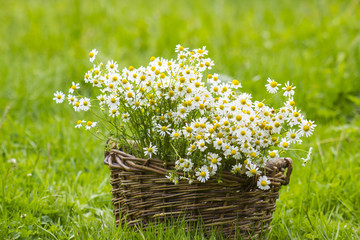Basket with chamomile flowers on grass