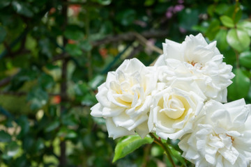 Obraz na płótnie Canvas White roses