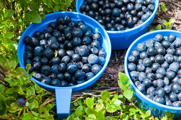 Three blue cups full of blueberries in nature near blueberries b