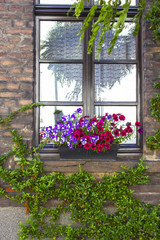 Fototapeta na wymiar brick wall with windows and flower boxes with flowering plants