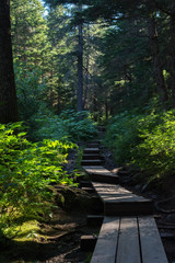 Fototapeta premium Narrow plank pathway climbs through boreal rainforest