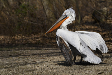 A Dalmatian pelican