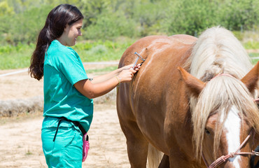 Veterinary horses on the farm