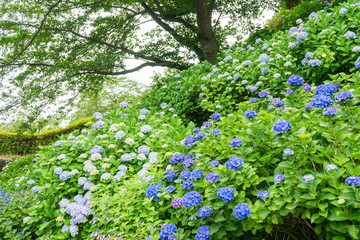 Fototapeta na wymiar Hydrangea of Odawara Castle Park
