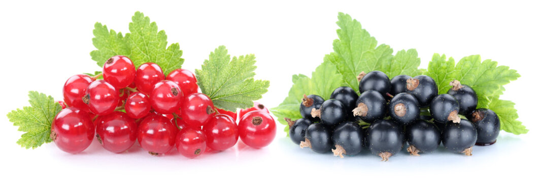 Rote schwarze Johannisbeeren Johannisbeere Fr&uuml;chte Beeren Obst