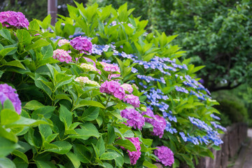 Hydrangea of Odawara Castle Park