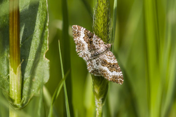 Graubinden-Labkrautspanner (Epirrhoe alternata)