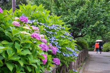 Hydrangea of Odawara-jo Castle Park