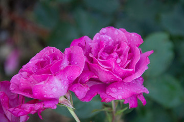 Розы после дождя