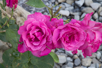 Розы после дождя