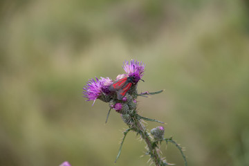 Бабочка Пестрянка на черотополохе