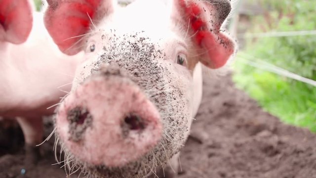 Organic pigs are snuffling in topsoil looking for worms and grubs. Shot in slow motion