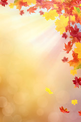 Fototapeta na wymiar Bright autumn leaves.