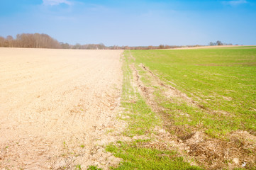 Fototapeta na wymiar The image of small wheat on farmland.