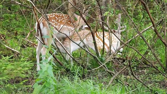 Lan feeding baby in the forest