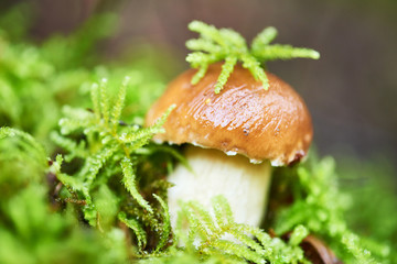 boletus cep mushroom in a forest