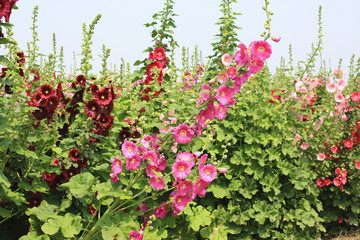 Red and pink hollyhock flowers,many hollyhock flowers blooming in the garden with blue sky in spring