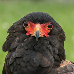 Portrait of a Bateleur Eagle